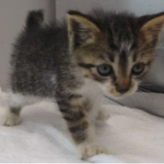 譲渡されました。