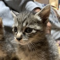 １ヶ月半位の子猫