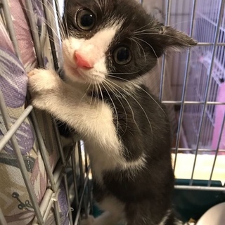 寂しがり屋の甘えん坊さん！ハチワレのレモンちゃん♡