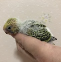 セキセイの雛ちゃん二羽
