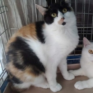 スティック一家【とっぽ】