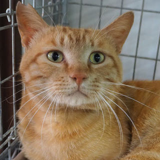 大茶【韋駄天】