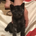 犬慣れしています。犬猫多頭飼いも可！