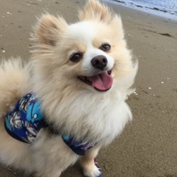 ポム