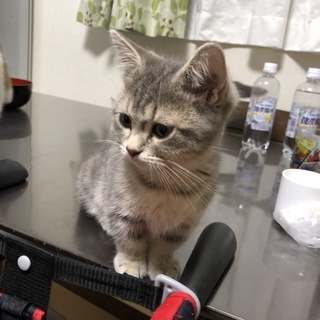 マンチカン 子猫