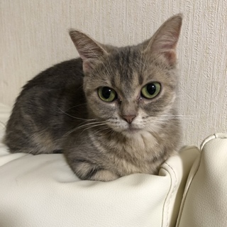 短足のマンチカンの女の子