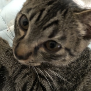 甘えん坊で人懐っこい男の子です꙳★*ﾟ