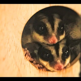 姉妹のフクロモモンガ(一旦募集終了)