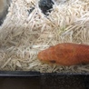久しぶりにログインしたので記念写真 ベタ慣れで一番可愛い餌もよく食べるので飼い主に優しい
