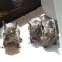 ちょこ＆ふく＆ビビ