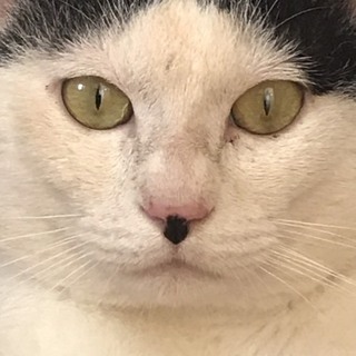 味のある猫ちゃん　その名もチャップリン