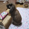 保護うさぎ・ミチルちゃん サムネイル6