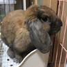 保護うさぎ・ミチルちゃん サムネイル7