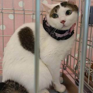 正式譲渡♥地域猫レスキュー♥はなにゃー