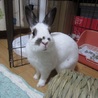 保護うさぎ・エレノアちゃん サムネイル2