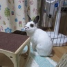 保護うさぎ・エレノアちゃん サムネイル3