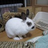 保護うさぎ・エレノアちゃん サムネイル5