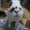 保護うさぎ・エレノアちゃん サムネイル6