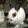 保護うさぎ・エレノアちゃん サムネイル7
