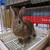 保護うさぎ(温泉うさぎ)ロレッタちゃん サムネイル5