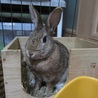 保護うさぎ(温泉うさぎ)ロレッタちゃん サムネイル6