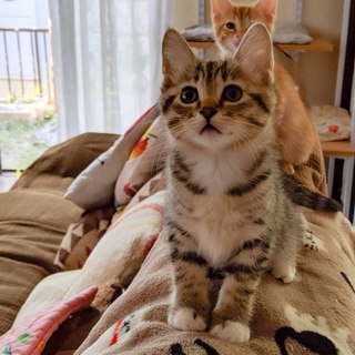 生後2ヶ月です。四つ足ソックス履いたキジ猫ちゃん。