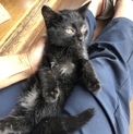 一時募集ストップ。ジジそっくり‼️黒猫兄妹。