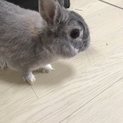 ネザーランドドワーフ オス 3年9ヶ月です。