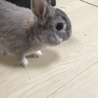 ネザーランドドワーフ オス 3年9ヶ月です。