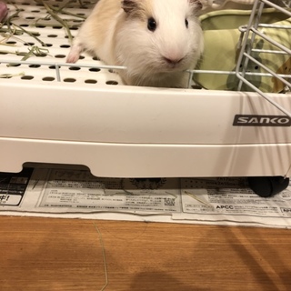 里親募集！