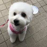 ベル