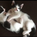犬慣れしています！犬猫多頭飼いも可！