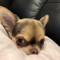 ロングコートチワワのちくわちゃん♀3歳