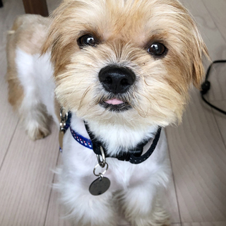 シーズーMIX系♂ポパイ　推定2～3歳