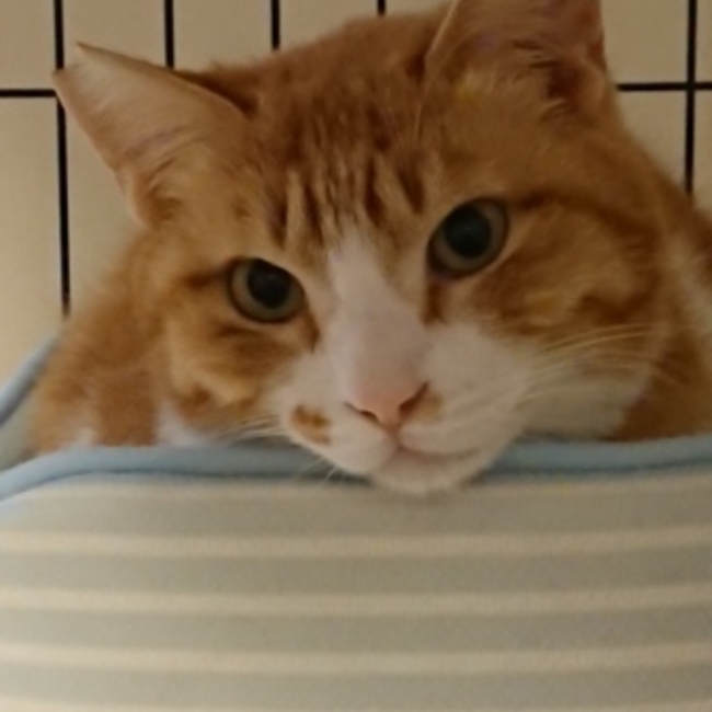 キックホッパーのカバー写真