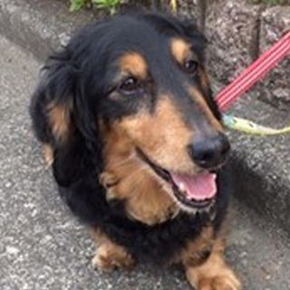 Mダックス♂グゥー　推定8～9歳