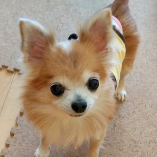 チワワ♀一花　推定8〜10歳