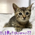 ３日間近所の屋根で鳴き続けていた子猫保護