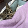 ３日間近所の屋根で鳴き続けていた子猫保護 サムネイル5