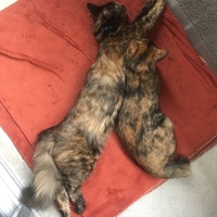 アンネ　モップス