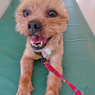 ヨーキーMIX♂ルンタ　推定4歳