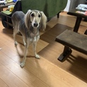 サルーキ 二歳 オス 里親募集