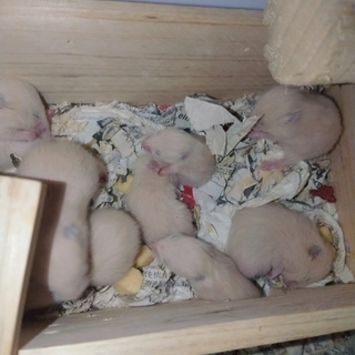 キンクマハムスター６/７生まれ2匹里親募集中☆