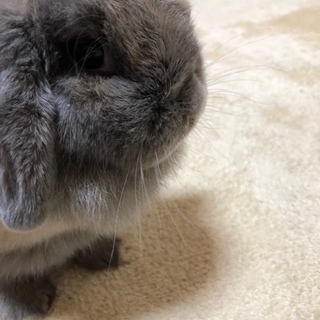 純血　ホーランドロップ　