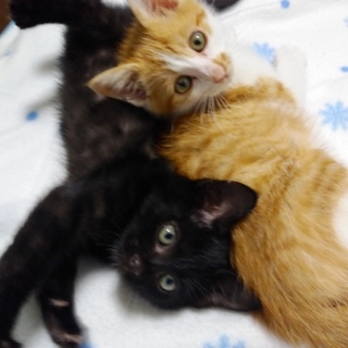 3か月のべたべた甘えん坊の子猫