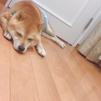 マメ