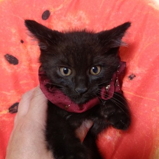 里親決定⚫2ヶ月の黒猫の男の子1