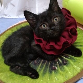 2ヶ月の黒猫の男の子2