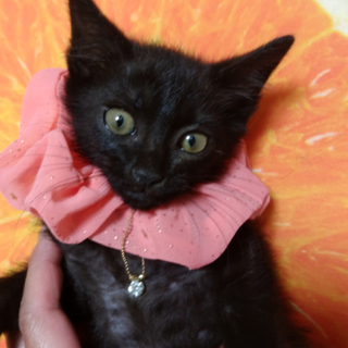 里親さま決定⚫2ヶ月の黒猫の女の子