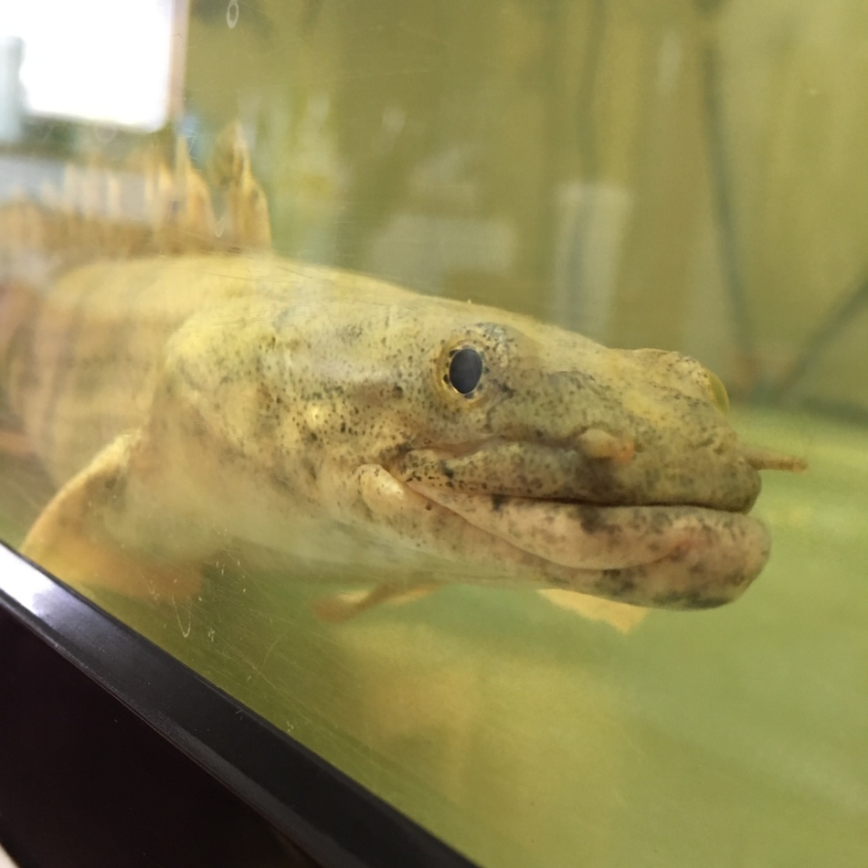 エンドリケリーのカバー写真